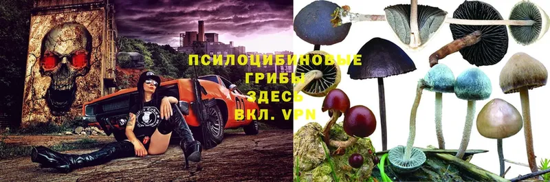 где купить   Рошаль  Псилоцибиновые грибы Psilocybe 